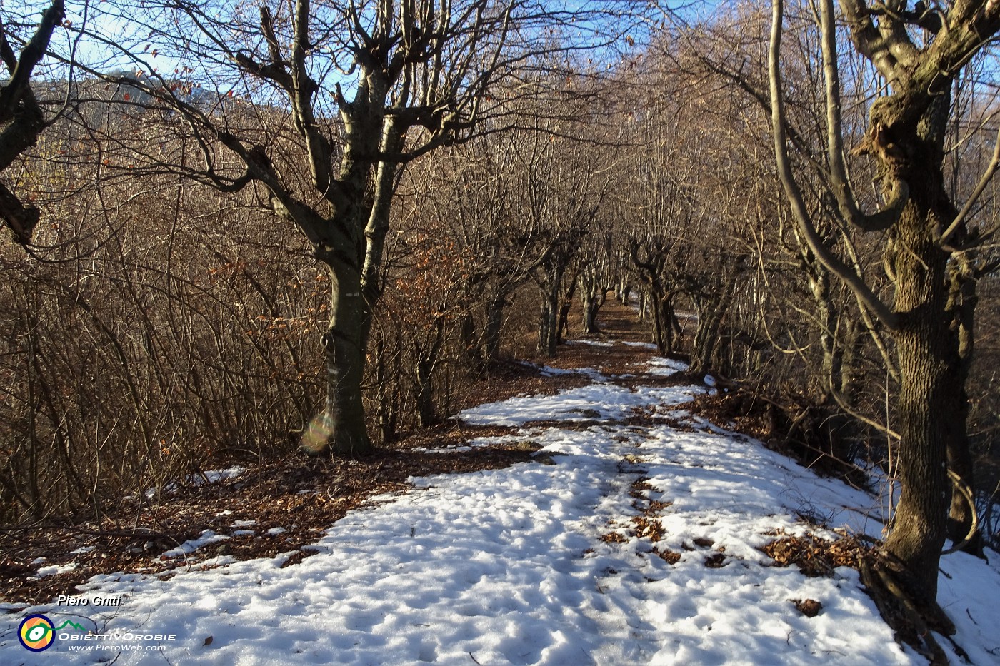 82 Un viale di faggi sagomati verso 'Ol rocol di Spadi'.JPG